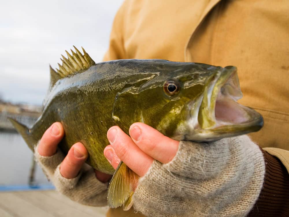Small mouth bass